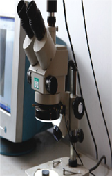 Stereo microscope